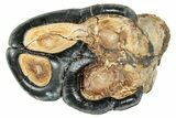 Rooted Fossil Desmostylus (Hippo-Like Animal) Molar - California #241172-2